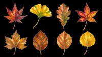 Autumn leaves collection featuring maple, ginkgo, oak, and birch foliage in fall colors. Isolated on transparent background, ready for t-shirt design, clipart, stickers, print-on-demand, and sublimation projects.