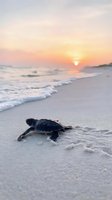 Baby sea turtle crawling toward ocean waves at sunset on sandy beach with golden sky and soft lighting for wildlife conservation concepts.