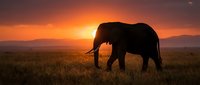 Majestic elephant silhouette walking across golden savanna grassland during dramatic orange sunset with mountain ranges in background for wildlife conservation.