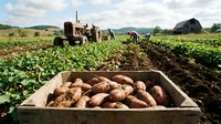 Harvested potatoes in wooden crate with vintage tractor and workers in agricultural field during crop season for farming, agriculture, and food production concepts.
