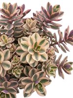 Isolated succulent plants with cream, green, and burgundy foliage arranged in a cluster on white background, suitable for design projects, botanical illustrations, and decorative applications.