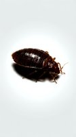 Isolated brown bed bug on white background, detailed macro view showing segmented body and legs, suitable for pest control, educational, and medical materials.