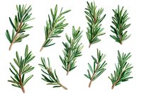 Fresh rosemary sprigs with green needle-like leaves and brown stems on white background, isolated botanical herb elements for culinary and design projects.