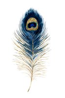 Isolated peacock feather with deep blue plumage, golden eye spot, and tan barbs on white background. Suitable for design projects, textiles, and decorative applications.