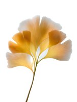 Golden ginkgo biloba leaf with delicate fan-shaped structure on white background, radiating warm yellow tones and intricate vein patterns. Isolated botanical art.