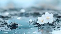 Delicate white cherry blossoms floating on water surface with dark stones creating serene zen atmosphere, soft teal tones and shallow depth of field.