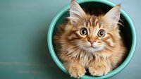 Adorable fluffy ginger Maine Coon kitten with big eyes peeking out from turquoise round container against mint green background, pet portrait composition.
