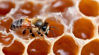 Macro shot of honey bee on honeycomb cells filled with fresh honey, showing detailed insect anatomy and natural beekeeping process in warm amber tones.