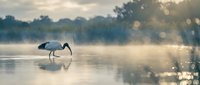 Grey heron wading in misty lake at golden sunrise with perfect reflection, serene wetland wildlife scene for nature photography and peaceful morning concepts.