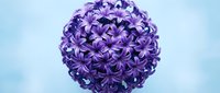 Purple hyacinth flower ball blooming in spring garden against soft blue sky background for seasonal floral design and nature photography projects.