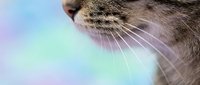 Close-up of a tabby cat muzzle with long white whiskers on a soft pastel blurred background, copy space for pet care or veterinary use.