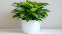 Lush green Pothos plant with variegated heart-shaped leaves growing in modern white ceramic pot against neutral wall, popular low-maintenance houseplant for home decor.
