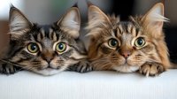 Two adorable tabby kittens with bright green eyes lying together on white surface, perfect for pet care advertising and animal lover content.