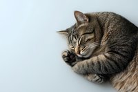 Sleeping tabby cat curled up in comfortable position on light background, showing peaceful expression and paw near face, suitable for pet care and wellness content.