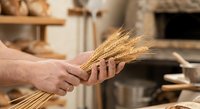 Baker hands holding fresh wheat stalks in rustic bakery kitchen with bread loaves and traditional oven creating warm artisan atmosphere for food production.