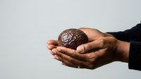 Man holding human brain model in cupped hands against white background, representing neurology, medical education, psychology, healthcare research, and cognitive science concepts.
