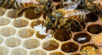 Honeybee worker collecting nectar and pollen on hexagonal wax honeycomb cells filled with golden honey in active beehive for apiculture and organic food production.