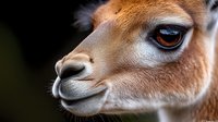 Close up portrait of guanaco face showing detailed eye and nose features against dark background, highlighting soft brown fur and gentle expression.