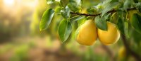 Fresh ripe yellow pears hanging on tree branch with green leaves in orchard garden at sunset. Organic fruit growing in natural environment.