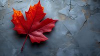 Vibrant red maple leaf on textured gray concrete background creates dramatic contrast and seasonal mood, highlighting autumn's natural beauty and color transformation.