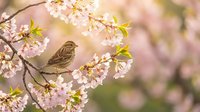 Small brown sparrow perched on blooming cherry blossom branch with delicate pink flowers and fresh green leaves against soft blurred spring background.
