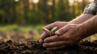 Weathered male hands carefully planting a young green seedling in rich dark soil, symbolizing growth, sustainability, and environmental care.