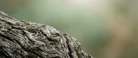 Weathered tree bark with intricate natural patterns and textures in soft focus outdoor setting for nature backgrounds and organic design elements.