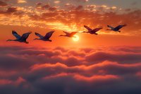 Silhouettes of birds flying over dramatic sunset sky with fluffy clouds, creating atmospheric nature scene for wildlife and travel themes.