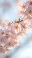 Delicate pink cherry blossoms in soft focus with dreamy bokeh background for spring wedding invitations and romantic greeting cards.