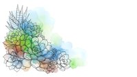 Watercolor succulent plants arrangement with colorful splash background isolated on white for botanical design and decoration projects.