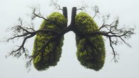 Artistic representation of human lungs formed by green trees and moss, symbolizing environmental health and nature connection on light background.