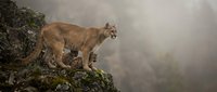 Mountain lion standing on rocky cliff edge in misty wilderness landscape. Wild cougar puma in natural habitat with dramatic cloudy sky background.