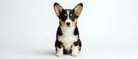 Adorable tricolor Corgi puppy sitting on white background, black tan and white fur, alert ears, friendly expression for pet advertising and design.