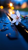 White flower with water droplets on wet surface at dusk, bokeh lights in background. Use for nature, spring, freshness, wellness, and environmental design projects.