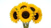 Bright yellow sunflowers bouquet with dark centers isolated on white background for floral design projects and seasonal decorations.