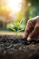 African American hand planting young green seedling in fertile soil with warm sunlight. Concept of growth, new beginnings, and environmental care.