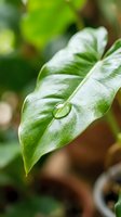 Water droplet resting on vibrant green leaf with detailed veins, surrounded by blurred foliage. Perfect for nature, gardening, and environmental design projects.
