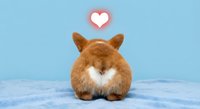 Adorable fluffy brown rabbit sitting with back turned showing heart symbol above, cute pet concept for Valentine's Day cards and romantic designs.