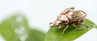 Copper-colored mechanical beetle robot sits on fresh green leaf with water droplets, showcasing biomimetic design and nature-inspired technology concepts.