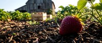 Fresh ripe strawberry growing in organic farm field with rustic barn background. Agricultural harvest concept for healthy eating and sustainable farming.