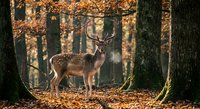 Spotted deer standing gracefully in autumn forest with golden sunlight filtering through trees and fallen leaves covering ground.