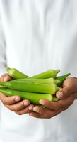 Hands holding fresh green okra pods against white shirt background. Farmer or gardener displaying organic vegetables for harvest, farming, agriculture, and healthy food concepts.