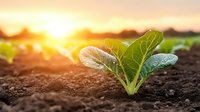 Young green lettuce seedling growing in fertile soil at sunset with sun rays and lens flare, organic farming and agriculture concept for sustainable food production.
