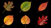 Six colorful autumn leaves in red, orange, and green tones, isolated on transparent background. Ready for clipart, stickers, t-shirt design, and print on demand use.