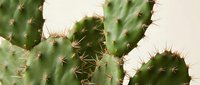 Close-up of green prickly pear cactus pads with sharp spines against neutral background, desert plant succulent for botanical garden design.