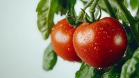 Fresh ripe red tomatoes with water droplets growing on green vine with leaves in organic garden ready for harvest.
