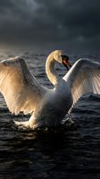 Majestic white swan spreading wings on dark water surface under dramatic stormy sky creating powerful nature scene for wildlife photography projects.