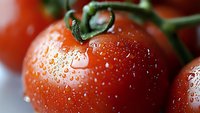 Fresh ripe tomatoes on vine with water droplets in macro photography. Natural organic produce with morning dew, selective focus creates artistic food composition.