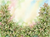 Watercolor illustration of lush green and variegated foliage with soft pastel background, suitable for botanical designs, greeting cards, and decorative projects.