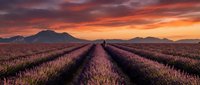 Endless lavender field rows stretching toward distant mountains under dramatic sunset sky with vibrant orange and purple clouds creating peaceful agricultural landscape.